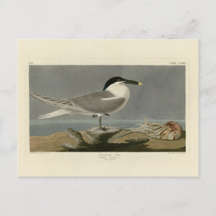  Sandwich (Cabot's) Tern, Audubon Birds of America Postcard