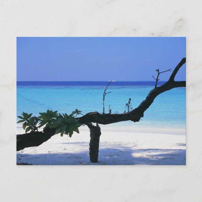 Sandy Beach 8 Postcard (Front)