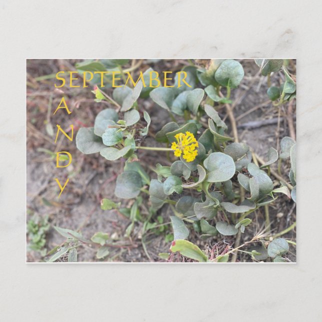 SANDY SEPTEMBER POSTCARD (Front)