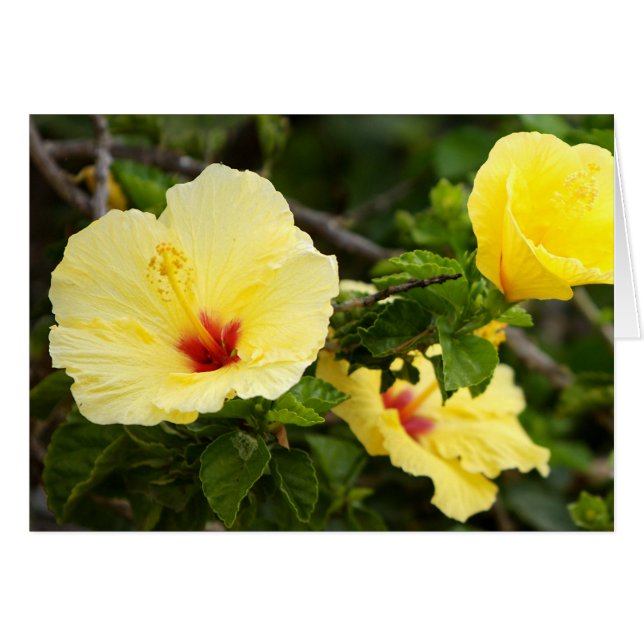 Sanibel (Front Horizontal)