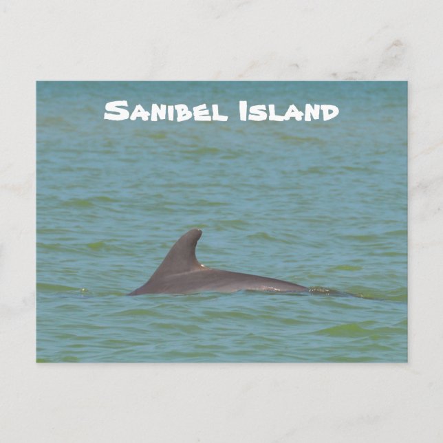 Sanibel Dolphin Postcard (Front)