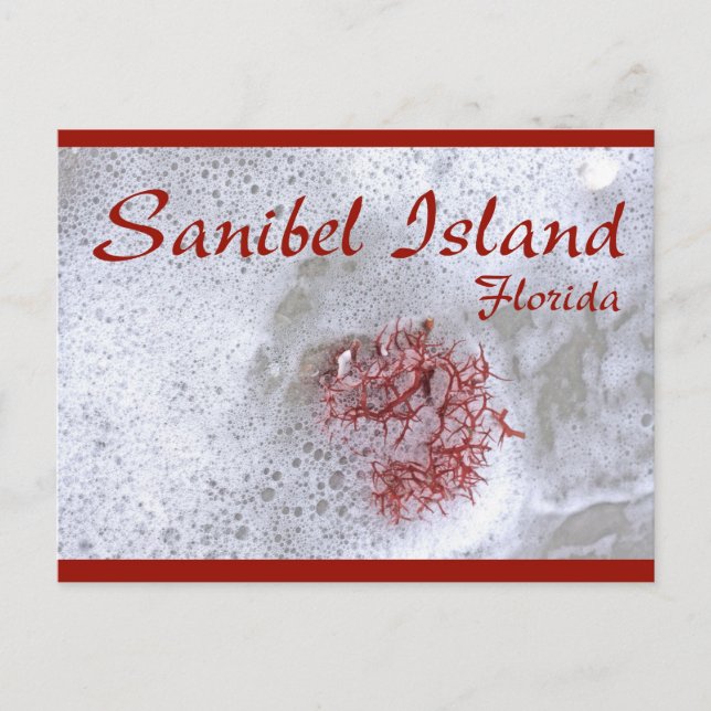 Sanibel Island Red Seaweed Postcard (Front)