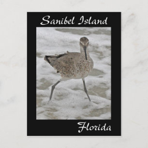 Sanibel Island Sandpiper Postcard