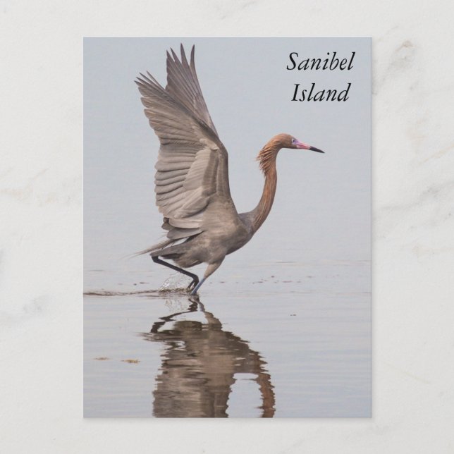 Sanibel Reddish Egret Postcard (Front)