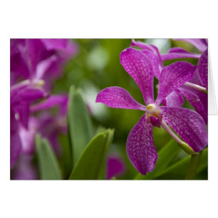 Sanskrit de Singapour pour Lion City). National