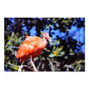 Santa Ana Zoo Photo Print