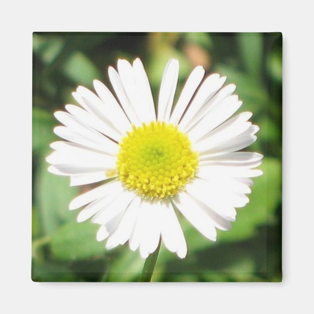 Santa Barbara Daisy Magnet (Front)