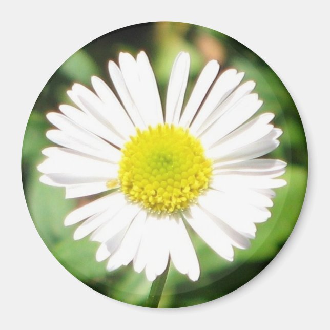 Santa Barbara Daisy Magnet (Front)