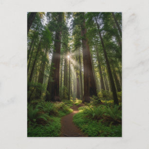Santa Cruz California Redwood Trees Postcard