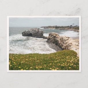 Santa Cruz Natural Bridges California Wildflowers  Postcard