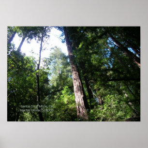Santa Cruz Redwoods Print - Select Your Frame