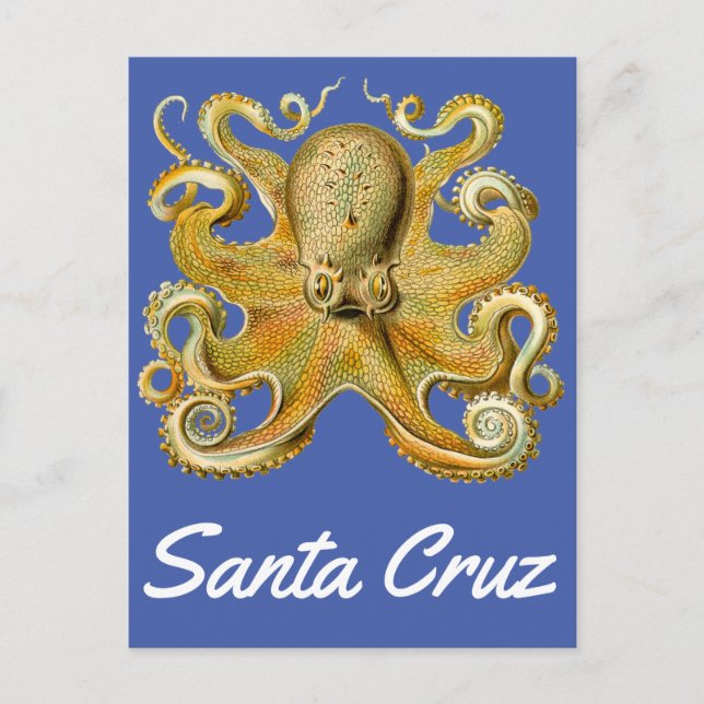 Santa Cruz vintage Octopus Postcard (Front)
