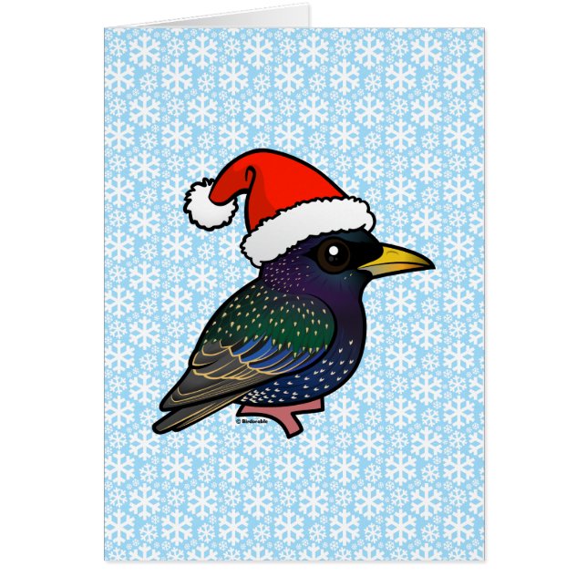 Santa European Starling (Front)