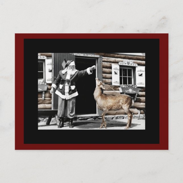Santa Feeds His Reindeer Postcard (Front)