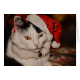 Santa Kitty Black and White Cat
