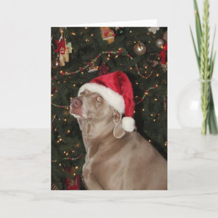 Santa Paws - A Weimaraner Dog's Christmas Holiday Card