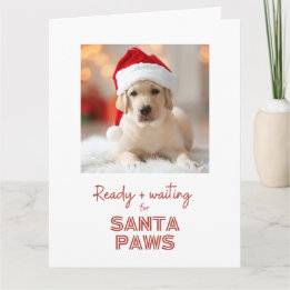 Santa Paws ready and waiting - Dog lover Christmas Card