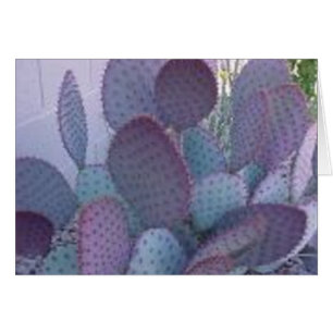 santa rita cactus
