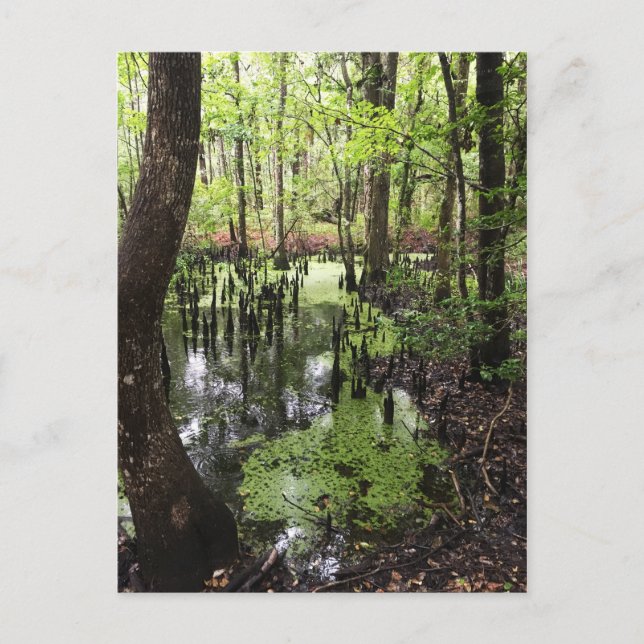 santee coastal reserve postcard (Front)