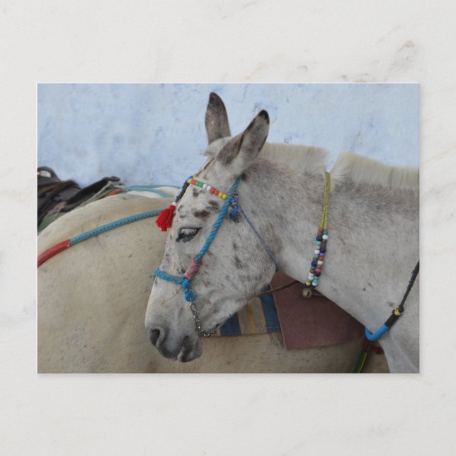 Santorini Donkey Postcard (Front)