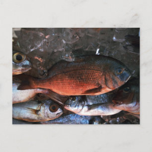 Santorini fresh fish Greece Postcard