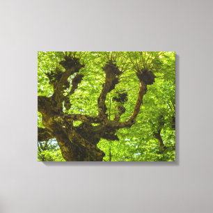 Sao Miguel Island Canvas Print