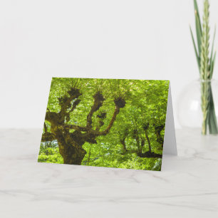 Sao Miguel Island Card