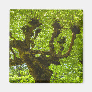 Sao Miguel Island Magnet