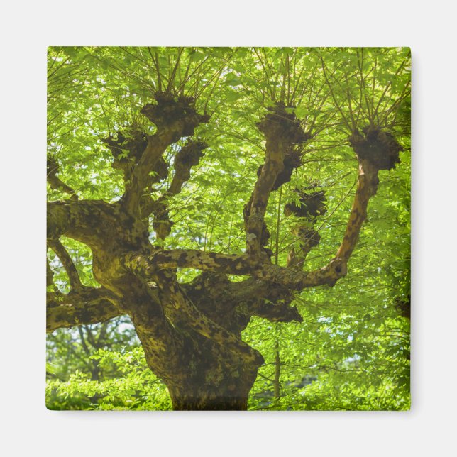 Sao Miguel Island Magnet (Front)