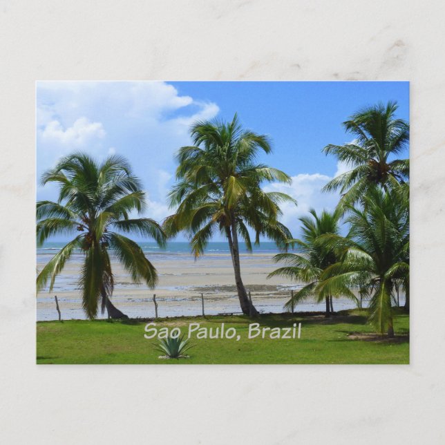 Sao Paulo, Brazil palm trees Postcard (Front)
