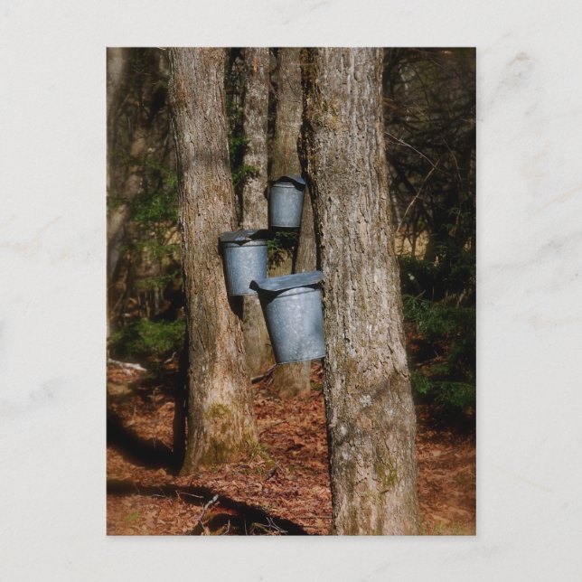 Sap Buckets Postcard (Front)