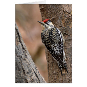 sapsucker Jaune-gonflé