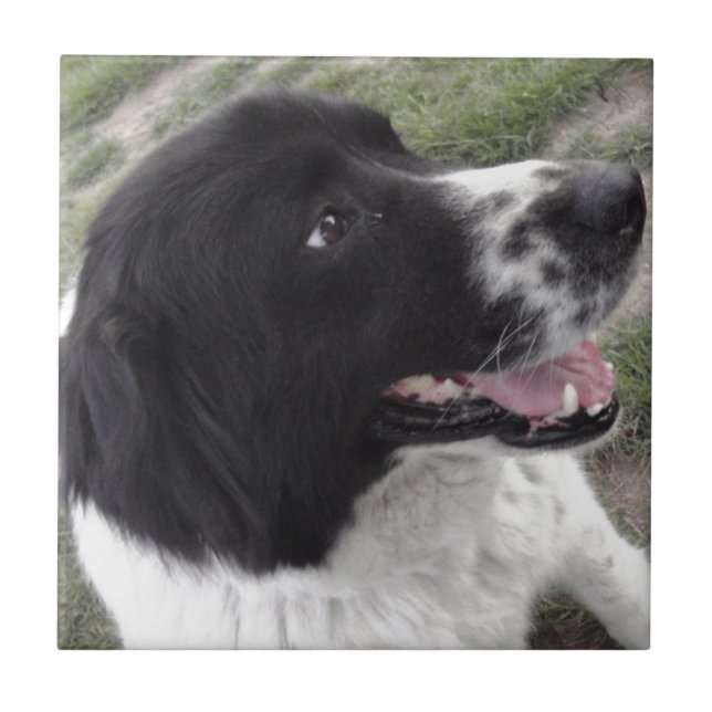 Sara Bulgarian Shepherd Dog Tile (Front)