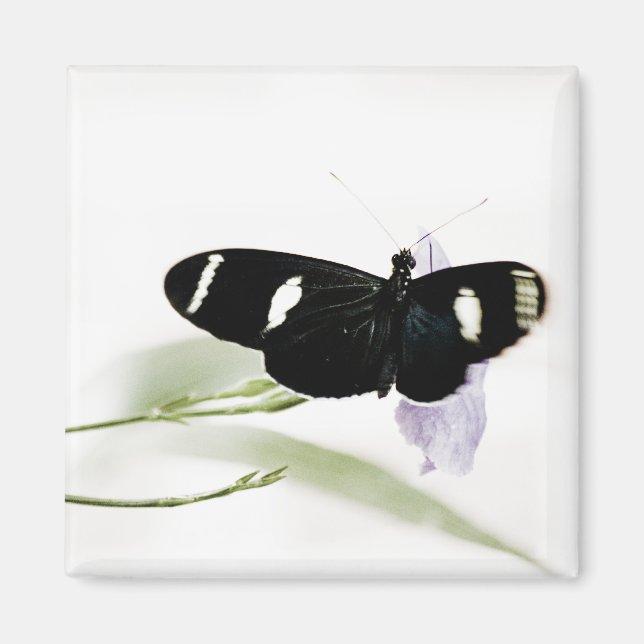 Sara Magnet (Devant)