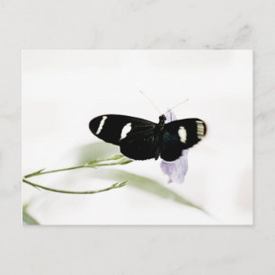Sara Postcard