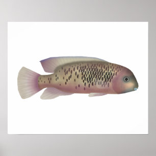 Sarabia cichlid poster