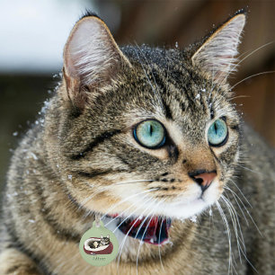 Sarcastic Lazy Tabby Cat Humour Sage Green Pet Tag