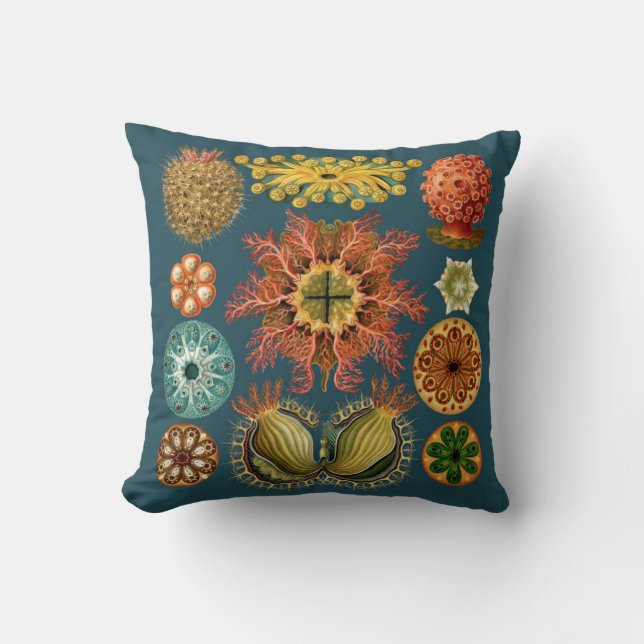 Sarcelle d'hiver de coussin d'échinoderme de (Recto)