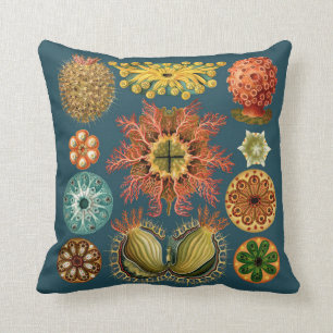 Sarcelle d'hiver de coussin d'échinoderme de