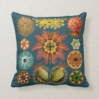 Sarcelle d'hiver de coussin d'échinoderme de