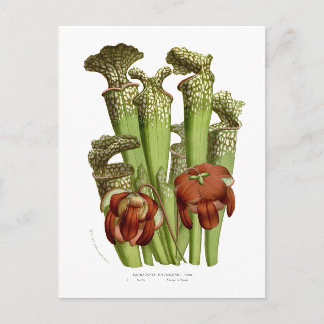 Sarracenia drummundi postcard (Front)