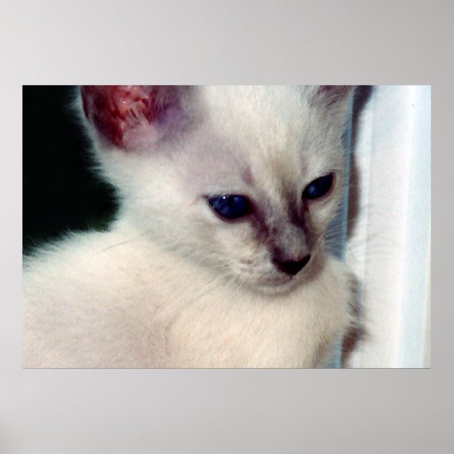Sasha Kitten Poster (Front)