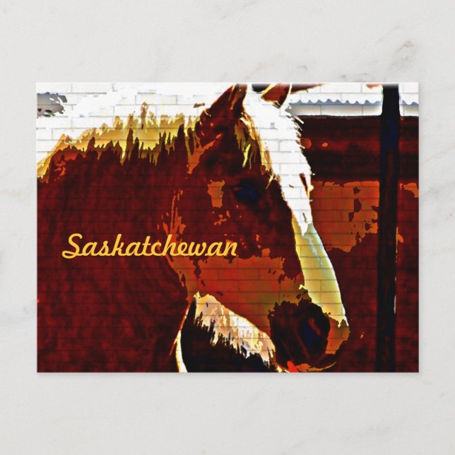 Saskatchewan,Sorrel Horse In Profile Postcard (Front)