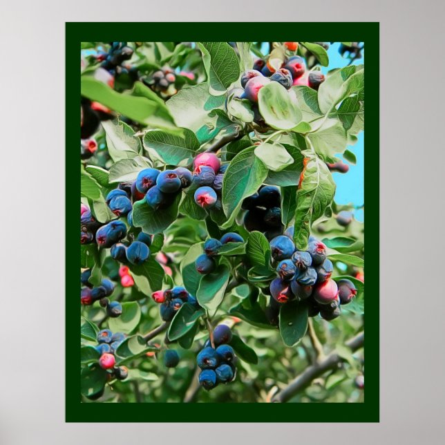 Saskatoon Poster (Front)