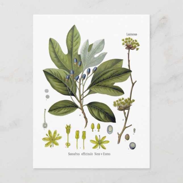 Sassafras officinale postcard (Front)