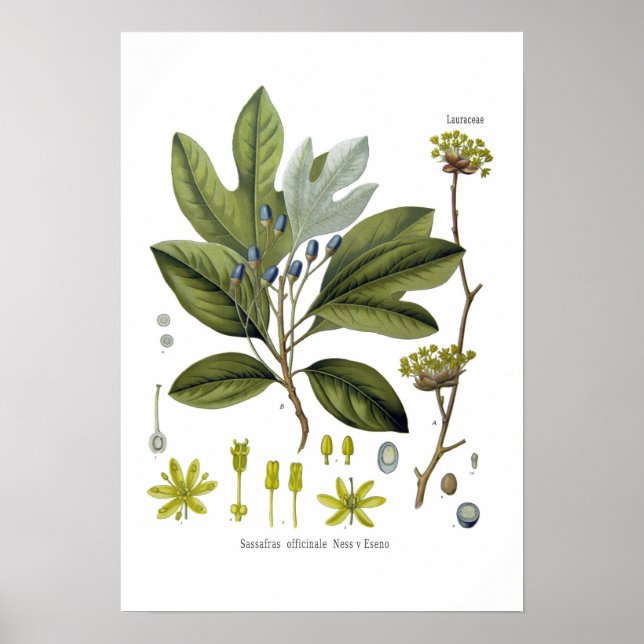 Sassafras officinale poster (Front)