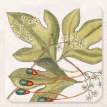 Sassafras Tree Leaves Flowers Berries Vintage Art