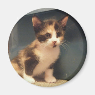 Sassy Calico Kitty Magnet