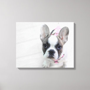 Sassy French Bulldog Canvas Print