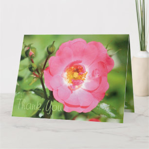 Sassy Pink Rose Thank You Card